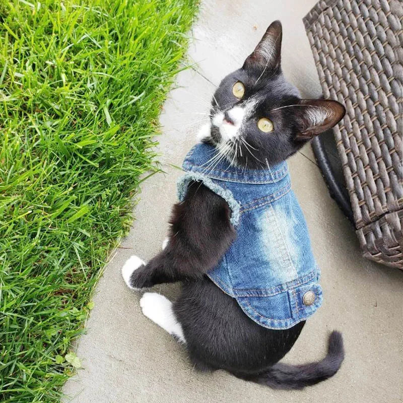 Denim Cat Jacket Outfit