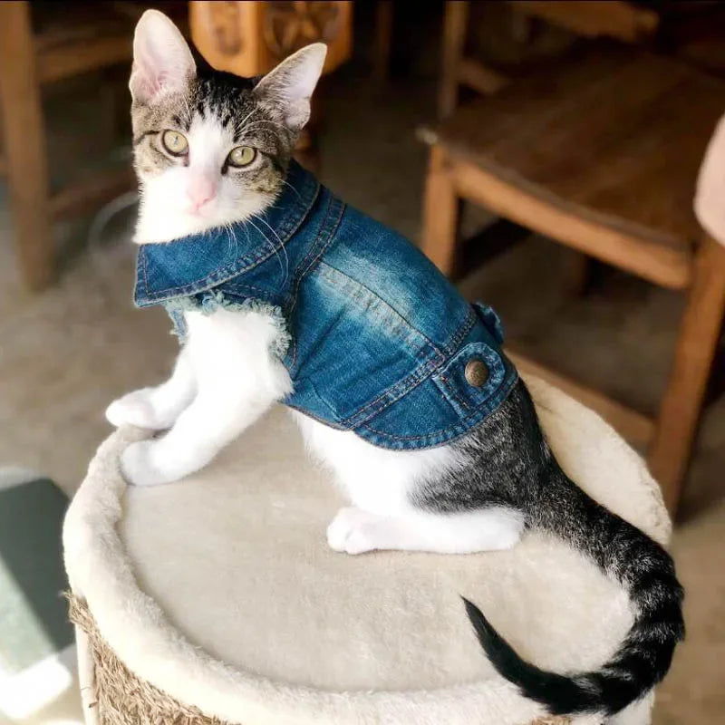 Denim Cat Jacket Outfit