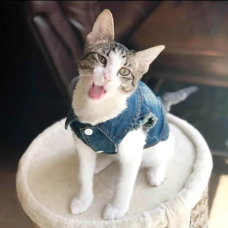 Denim Cat Jacket Outfit